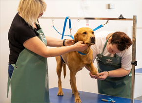 Veterinary Help
