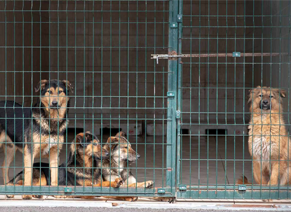 Pet Shelter